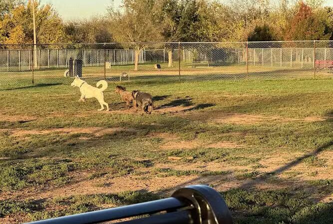 Norman Community Dog Park - Norman, OK