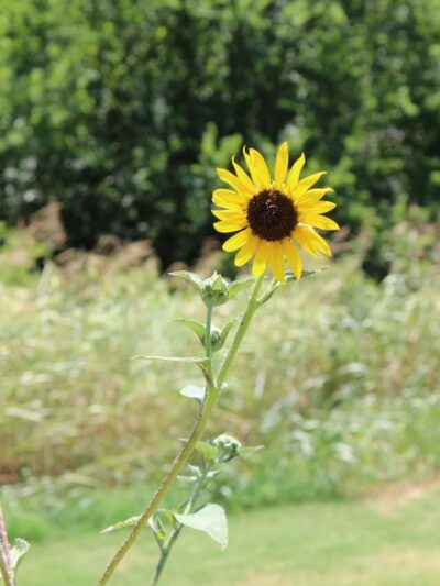 Ruby Grant Park Dog Park and Disc Golf Course - Norman, OK