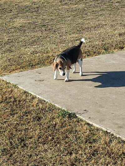 Ruby Grant Park Dog Park and Disc Golf Course - Norman, OK