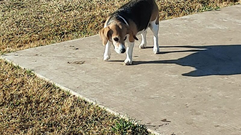 Ruby Grant Park Dog Park and Disc Golf Course - Norman, OK