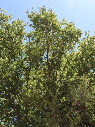 Ruby Grant Park Dog Park and Disc Golf Course - Norman, OK