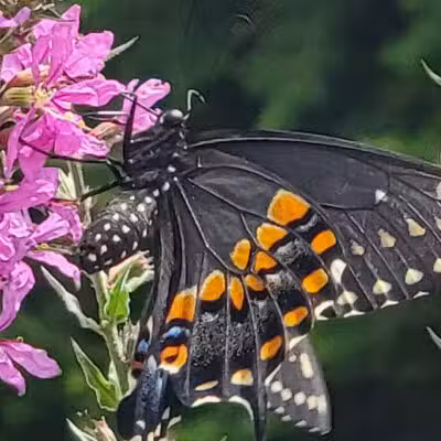 Norristown Farm Park - Norristown, PA