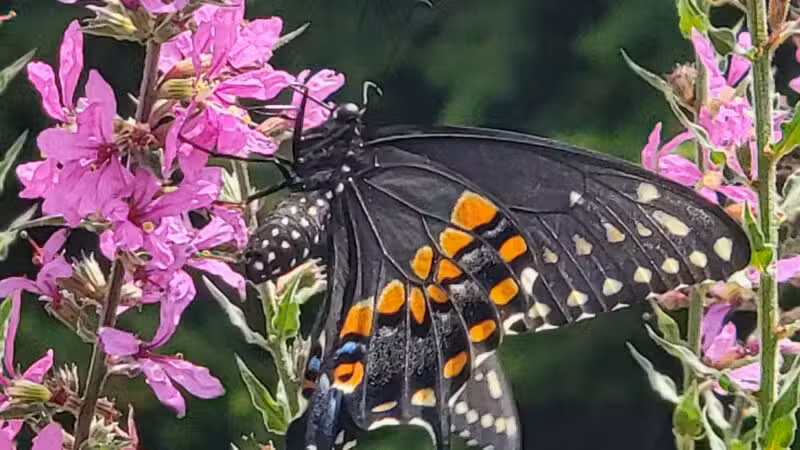 Norristown Farm Park - Norristown, PA