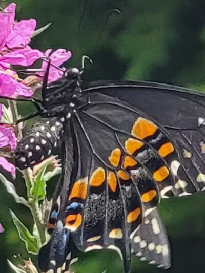 Norristown Farm Park - Norristown, PA