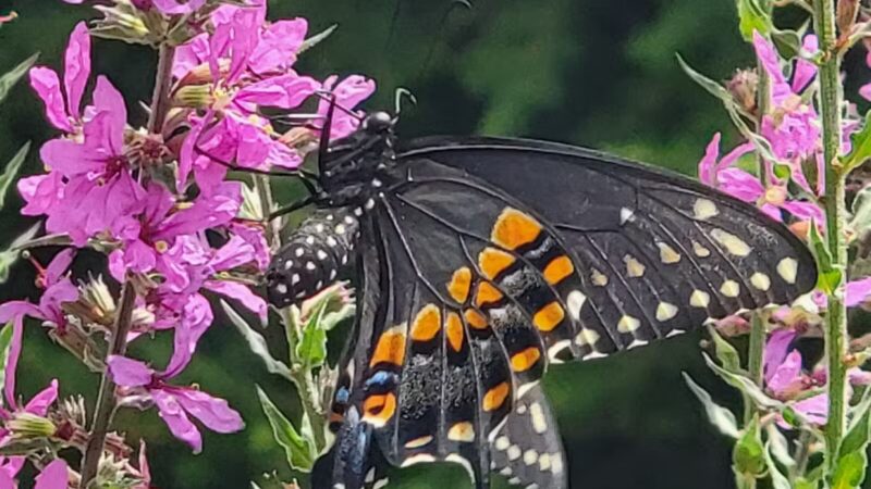 Norristown Farm Park - Norristown, PA