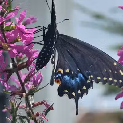 Norristown Farm Park - Norristown, PA