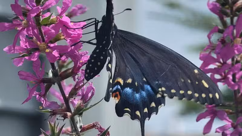 Norristown Farm Park - Norristown, PA