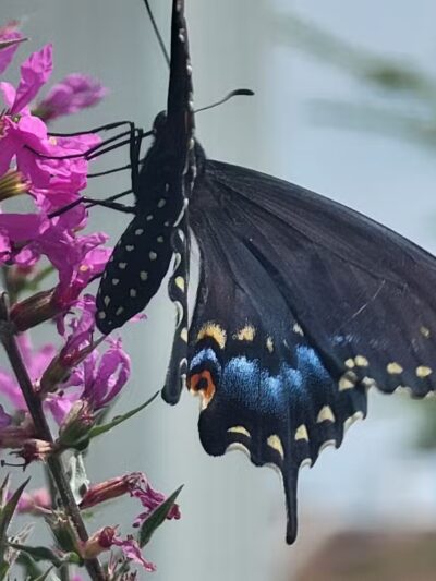 Norristown Farm Park - Norristown, PA