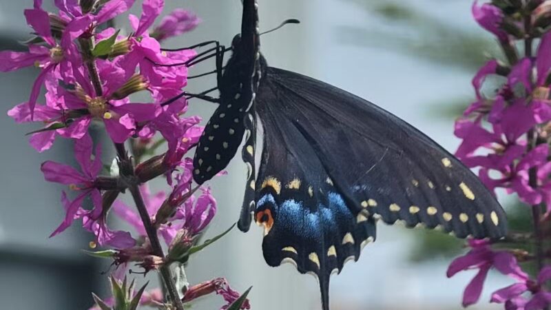 Norristown Farm Park - Norristown, PA
