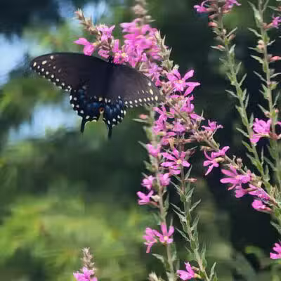Norristown Farm Park - Norristown, PA
