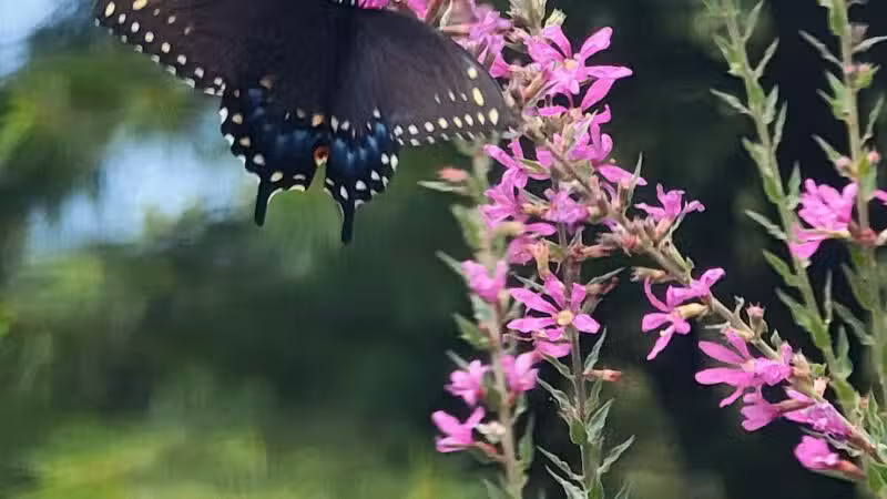 Norristown Farm Park - Norristown, PA