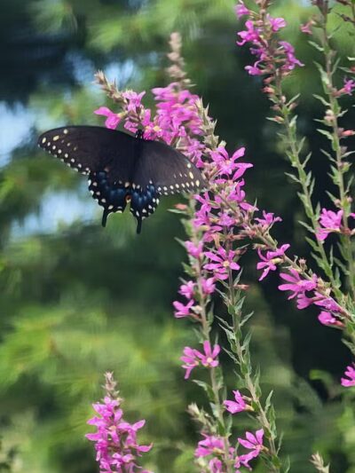 Norristown Farm Park - Norristown, PA