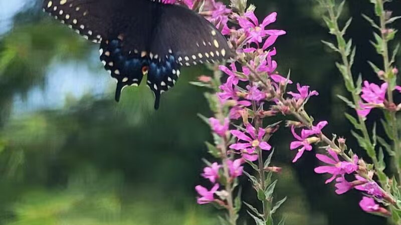 Norristown Farm Park - Norristown, PA