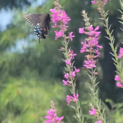 Norristown Farm Park - Norristown, PA