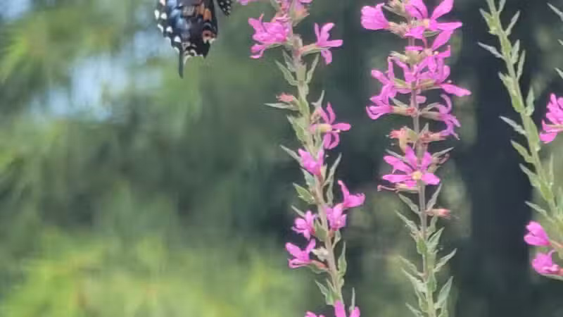 Norristown Farm Park - Norristown, PA