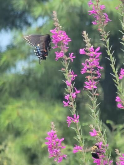 Norristown Farm Park - Norristown, PA