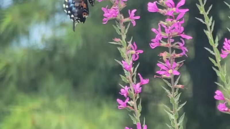 Norristown Farm Park - Norristown, PA