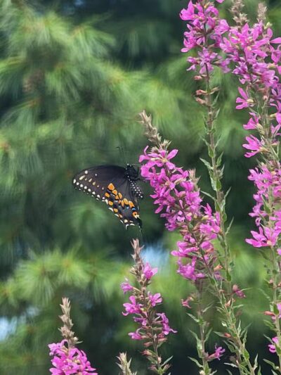 Norristown Farm Park - Norristown, PA