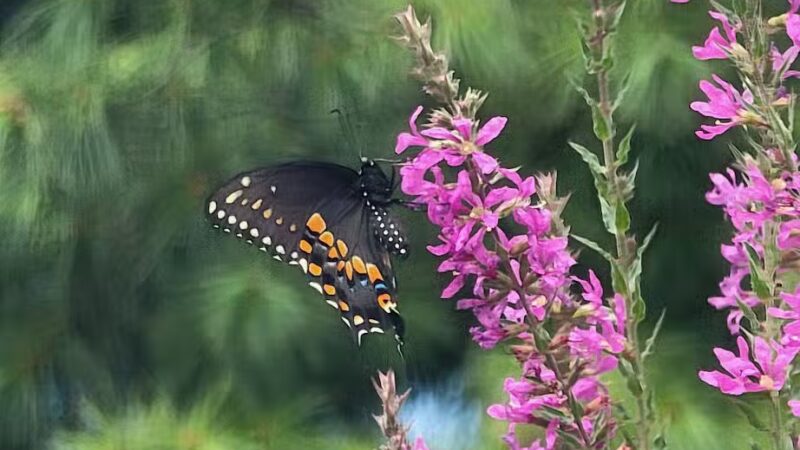 Norristown Farm Park - Norristown, PA