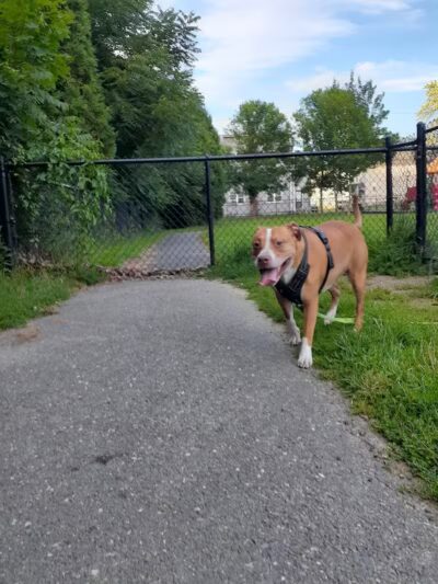 North Adams Dog Park - North Adams,