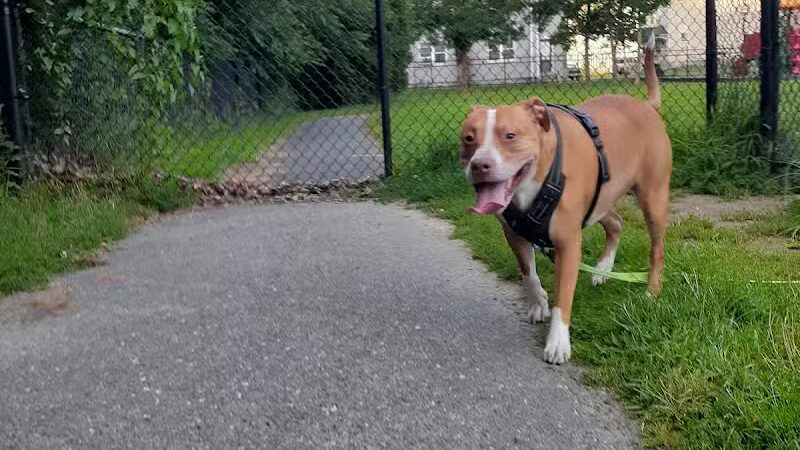 North Adams Dog Park - North Adams,
