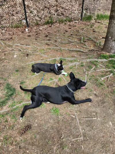 North Adams Dog Park - North Adams,
