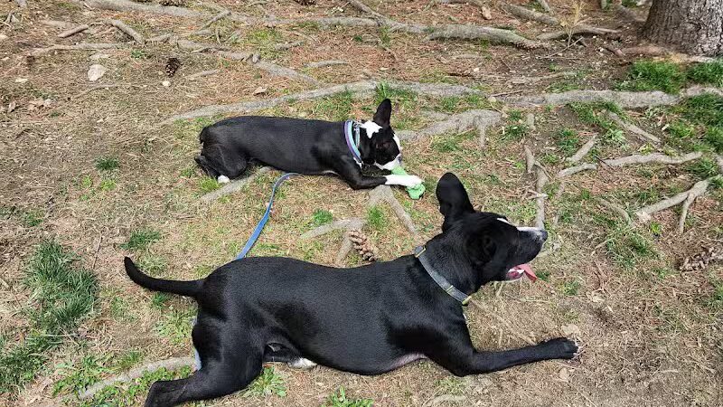 North Adams Dog Park - North Adams,