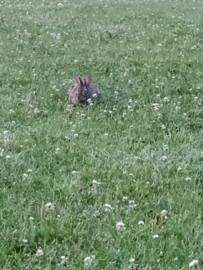 North Adams Dog Park - North Adams,