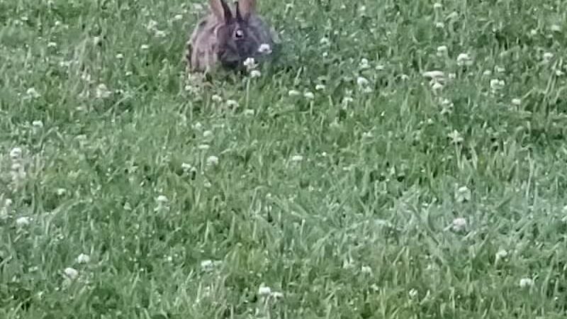 North Adams Dog Park - North Adams,