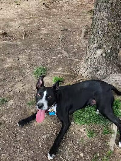 North Adams Dog Park - North Adams,