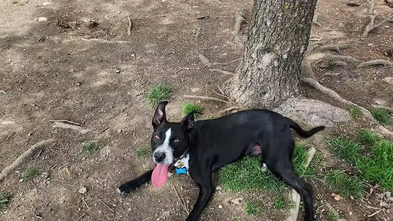 North Adams Dog Park - North Adams,