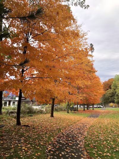 North Adams Dog Park - North Adams,