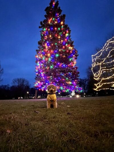North Andover Town Common - North Andover, MA