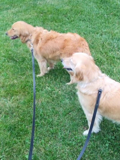 North Andover Town Common - North Andover, MA