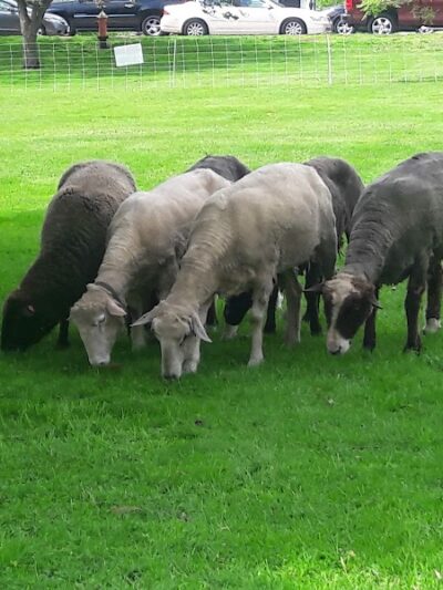 North Andover Town Common - North Andover, MA