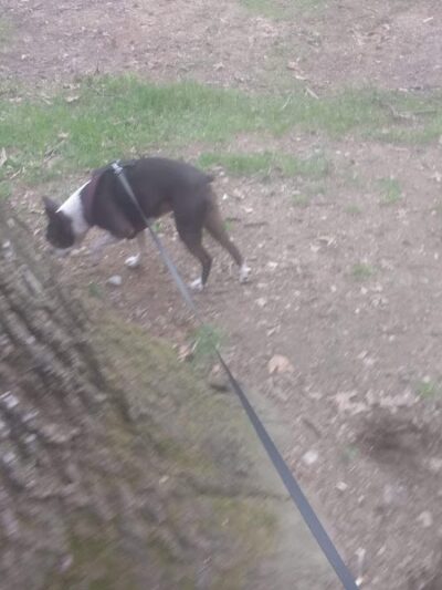 North Andover Town Common - North Andover, MA