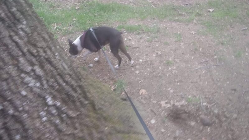 North Andover Town Common - North Andover, MA