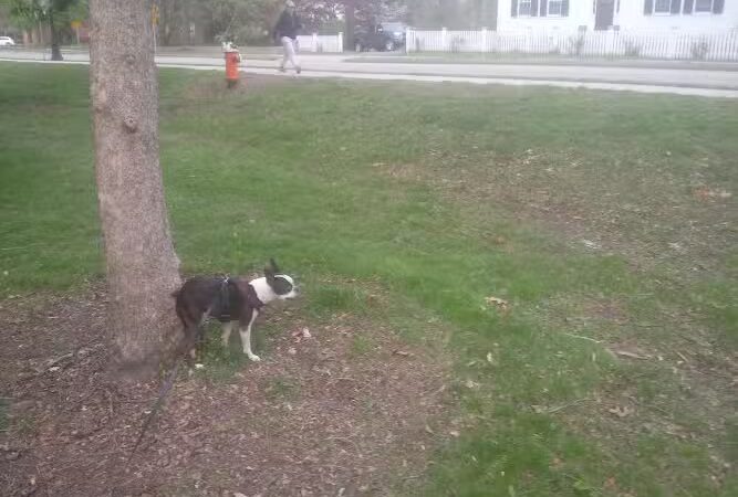 North Andover Town Common - North Andover, MA