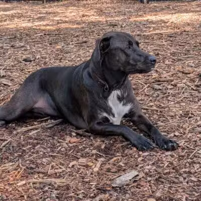 North Attleboro Dog Park & Trails - North Attleborough, MA