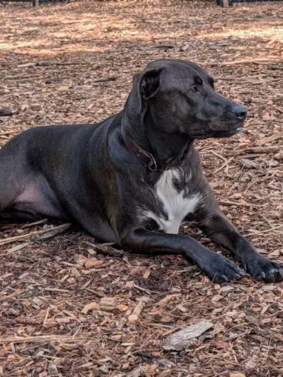 North Attleboro Dog Park & Trails - North Attleborough, MA