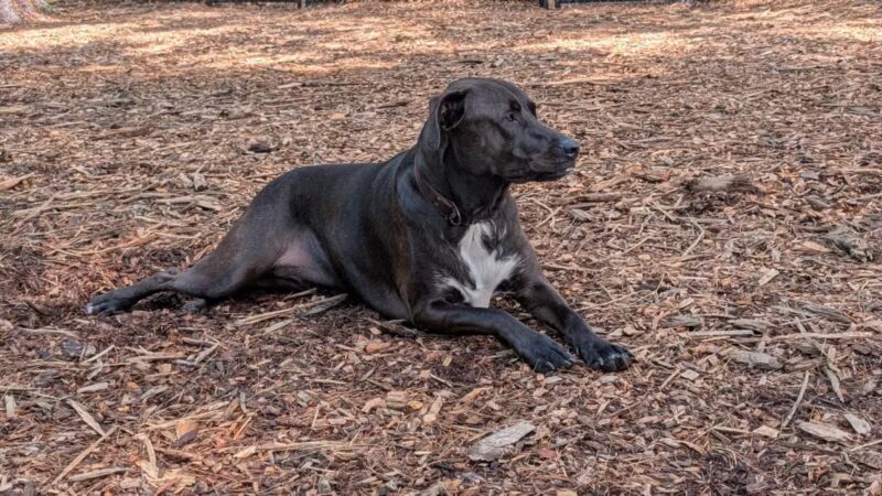 North Attleboro Dog Park & Trails - North Attleborough, MA