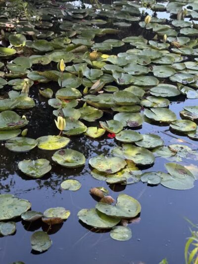 Mark R. Frazer Sunrise Garden - North Beach, MD