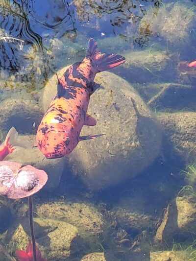 Mark R. Frazer Sunrise Garden - North Beach, MD