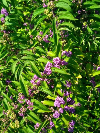 Wetlands Overlook Park - North Beach, MD