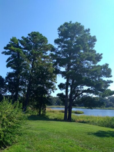 Wetlands Overlook Park - North Beach, MD
