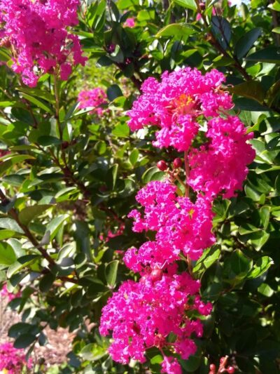 Wetlands Overlook Park - North Beach, MD