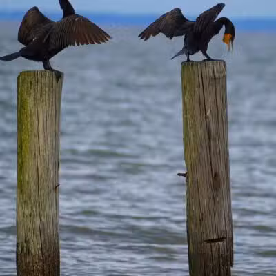 Walton Beach Nature Preserve - North Beach, MD
