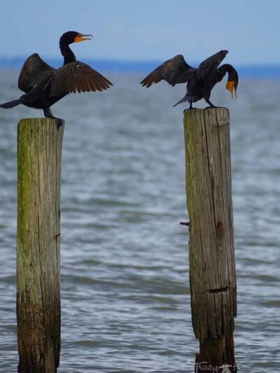 Walton Beach Nature Preserve - North Beach, MD