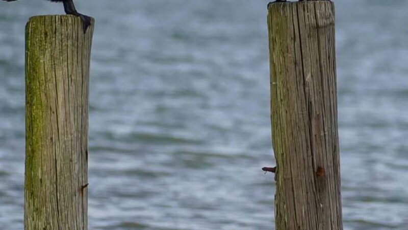 Walton Beach Nature Preserve - North Beach, MD
