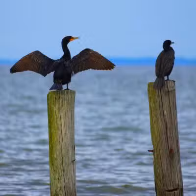 Walton Beach Nature Preserve - North Beach, MD